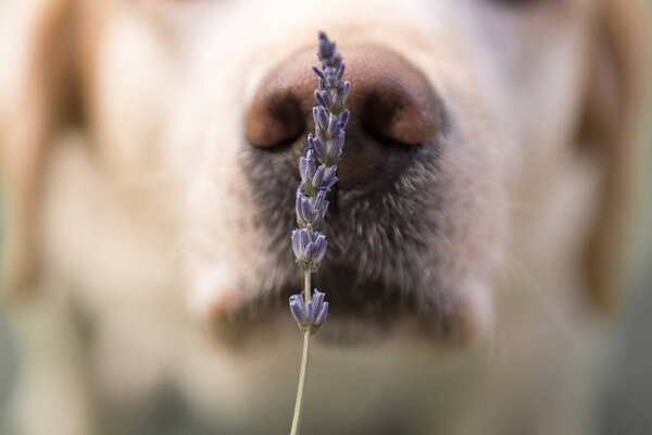 Yellow labrador retriever sniffs lavender on garden.