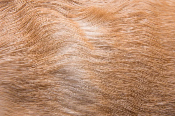 Lã de cão. Textura de lã. Pilha. Textura de fundo — Fotografia de Stock