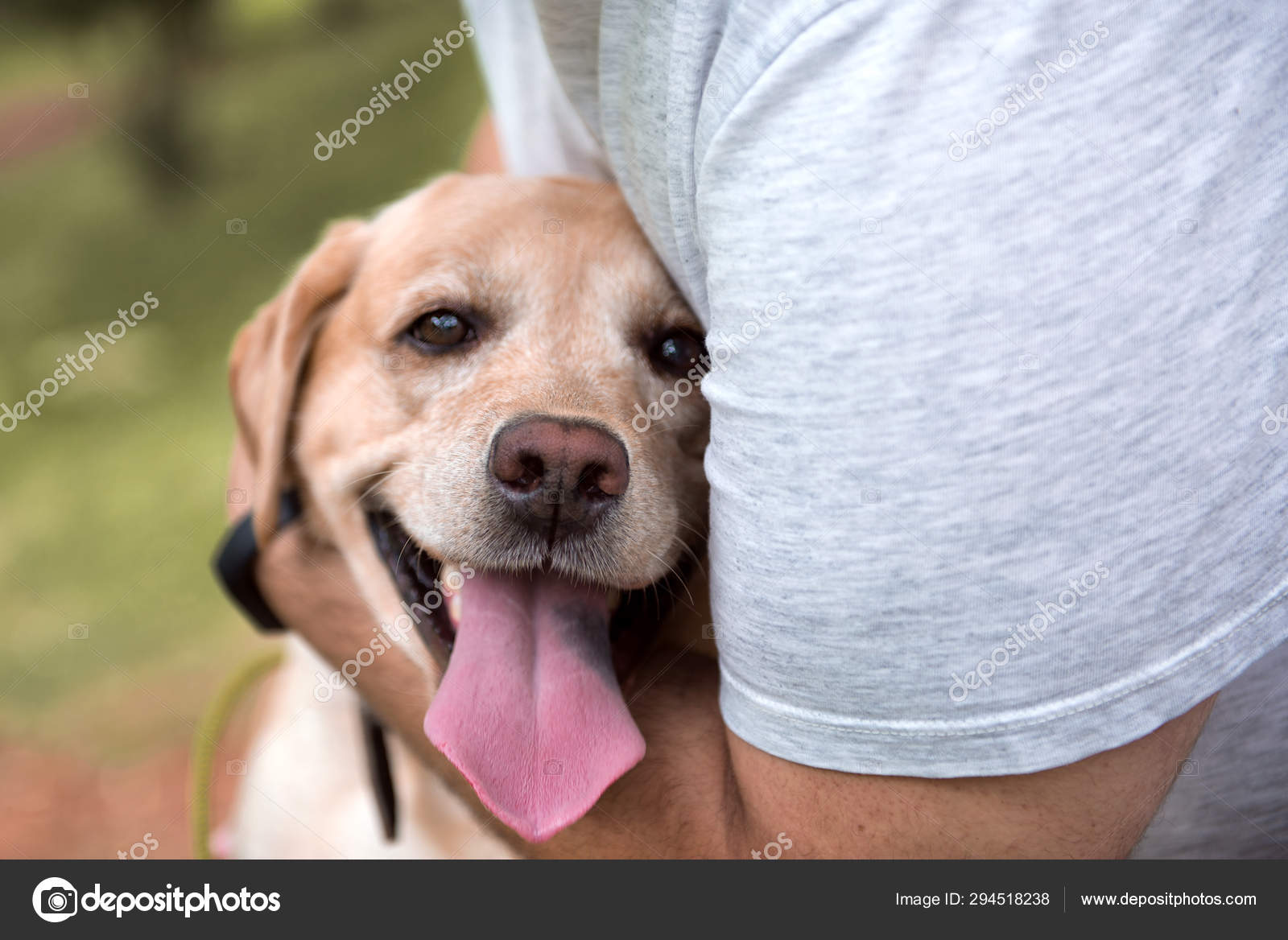 Smiling face of labrador dog in At daylight — Stock