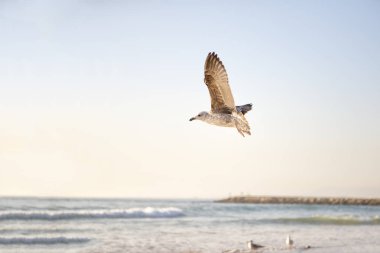 Sahilde martılar bir sürü, güzel günbatımı plaj.