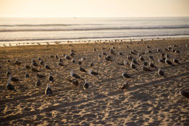 Sahilde martılar bir sürü, güzel günbatımı plaj.