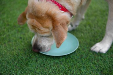 Köpeklerde doğum günü. Köpeğin doğum günü partisi. Etli köpek için kek.
