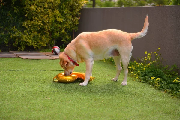 Geburtstag bei Hunden. Hundegeburtstag. Labrador spielt mit Luftballon. — Stockfoto