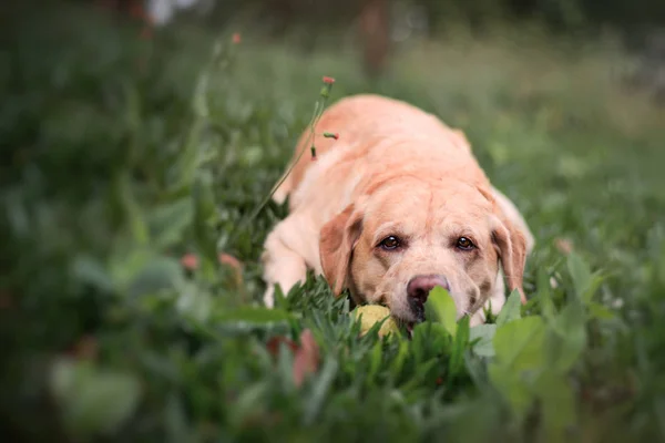 Yellow Labrador retriever in park with tennis ball