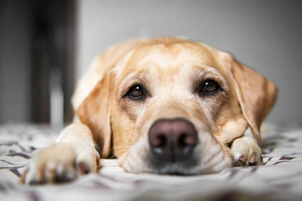 Portrait beautiful yellow labrador retriever. Labrador at home.