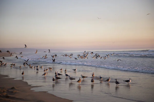 Um monte de gaivotas na praia, bela praia do pôr do sol . — Fotografia de Stock