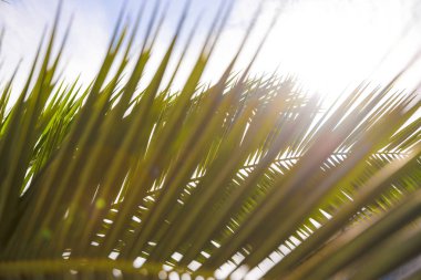 Gün batımında palmiye dalları veya palmiye yaprakları. Vintage retro sanatsal bulanık işlenmiş lens fişekleri ile arka plan edit. Yaz tropikal palmiye.