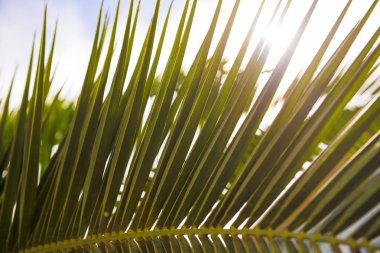 Gün batımında palmiye dalları veya palmiye yaprakları. Vintage retro sanatsal bulanık işlenmiş lens fişekleri ile arka plan edit. Yaz tropikal palmiye.