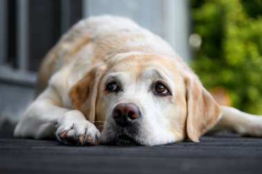 Labrador Retriever tahta zeminde dinleniyor..