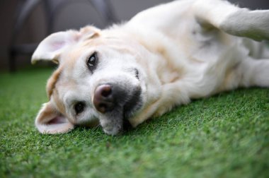 Labrador Retriever çimlerin üzerinde yatıyor..