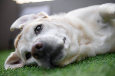 Labrador Retriever çimlerin üzerinde yatıyor..