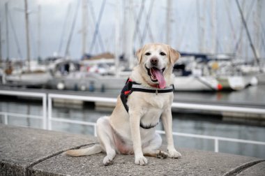 Labrador sahilde, yatların yanında yürüyor..