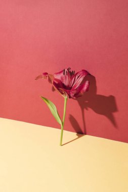 Kırmızı zambak çiçeği ve pastel sarı arka plan. Kopyalama alanı olan en küçük bileşim.