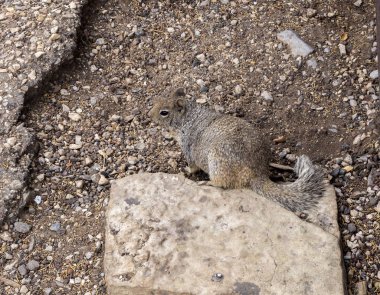 Büyük Kanyon 'da kayaların arasında oturan küçük kahverengi bir sincap.