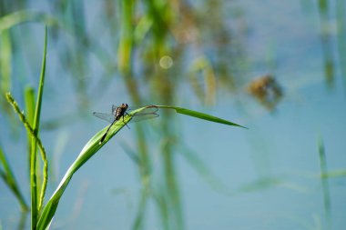 Çimlerin üzerinde güzel yusufçuk