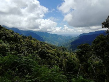 Filipin Kordilleras 'ın pirinç tarlaları, Banaue, Filipinler' deki pirinç tarlaları, Asya, pirinç üretimi geleneksel tarım, pirinç terasları kompleksinden oluşan Dünya Mirası Alanı