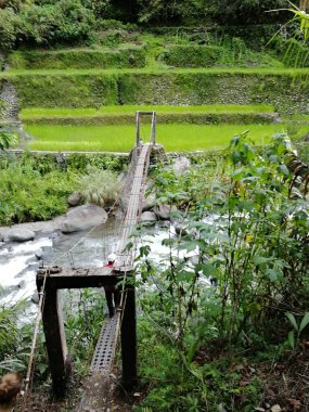 Filipin Kordilleras 'ın pirinç tarlaları, Banaue, Filipinler' deki pirinç tarlaları, Asya, pirinç üretimi geleneksel tarım, pirinç terasları kompleksinden oluşan Dünya Mirası Alanı