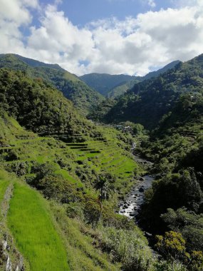 Filipin Kordilleras 'ın pirinç tarlaları, Banaue, Filipinler' deki pirinç tarlaları, Asya, pirinç üretimi geleneksel tarım, pirinç terasları kompleksinden oluşan Dünya Mirası Alanı