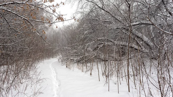 森林里被白雪覆盖的树木中 干净的新白雪中的一小片人类脚印消失在树枝间 — 图库照片