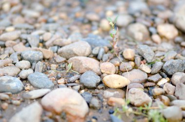Resim nehir taşları yakın, yan.
