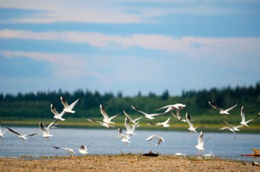 Kuzey beyaz kuşlar martılar bir sürü mavi gökyüzü ve bulutlar altında taiga ladin ormanın arka planda Yakutistan nehri Viluy Bankası üzerinde uçar.