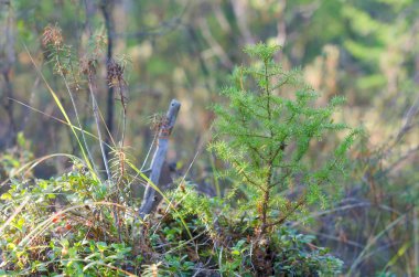 Küçük bir genç yeşil ladin Yakutistan Kuzey ormanlarında çilek ile bir tepeüzerinde sonbaharda yetişir.