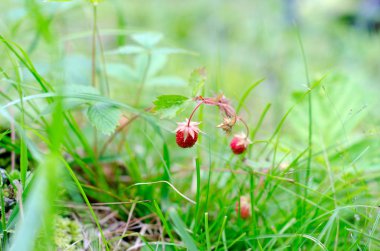 Wild red Northern strawberry berry grows on the background of green grass field in the forest of Yakutia.
