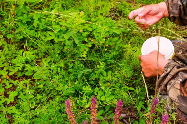 在雅库提亚冻土带中 越来越多的草伊万茶在北方的一桶野生草莓中收获的浆果收藏家的手 — 图库照片