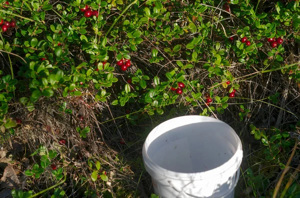 Cubo Vacío Encuentra Bajo Los Brillantes Arbustos Arándanos Rojos Antes — Foto de Stock