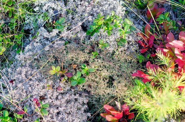 Fondo Tierra Tundra Yakutia Con Musgo Blanco Arbustos Musgo Hojas — Foto de Stock