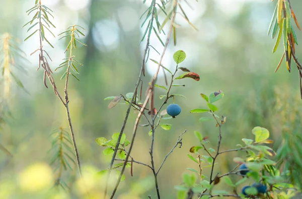 Bleuets Ronds Juteux Fruits Bleus Poussent Sur Bush Sur Fond — Photo