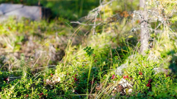 Sunlight Spada Godzinach Popołudniowych Roślinność Taiga Żurawiną Polu Trawie — Zdjęcie stockowe