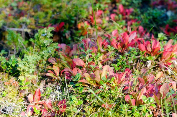 雅库提亚冻土带的五颜六色的草 秋天的冷杉浆果丛 — 图库照片