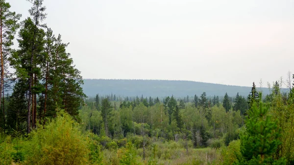 Blick Vom Berg Auf Den Yakut Taiga Wald Mit Fichten — Stockfoto