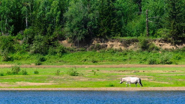 Samotny Yakut Białego Konia Wychodzi Błękitnej Wody Rzeki Viluy Zielonego — Zdjęcie stockowe