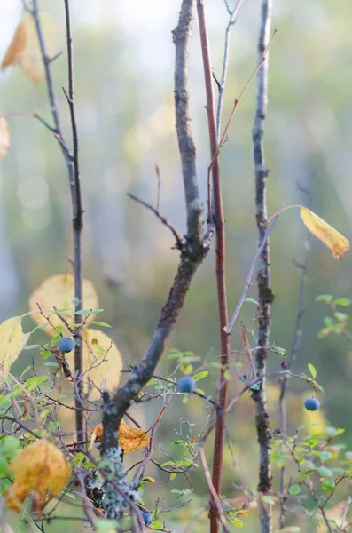 Niebieski Soczyste Dzikie Jagody Rosną Jesienią Krzew Wielokolorowej Roślinności Żółtymi — Zdjęcie stockowe