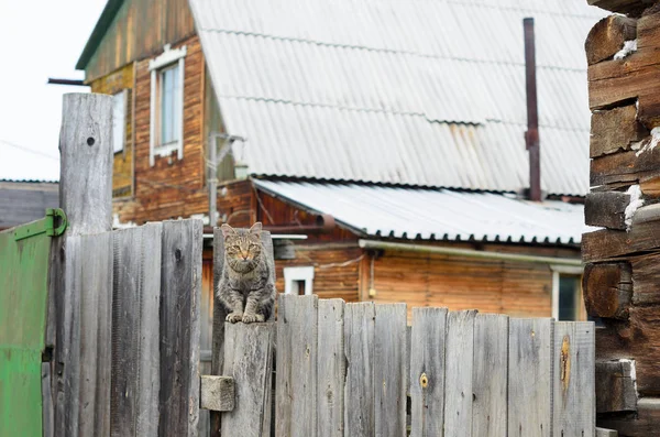 Село Кішка Сидить Дерев Яному Паркані Воротами Приватним Будинком Якутці — стокове фото