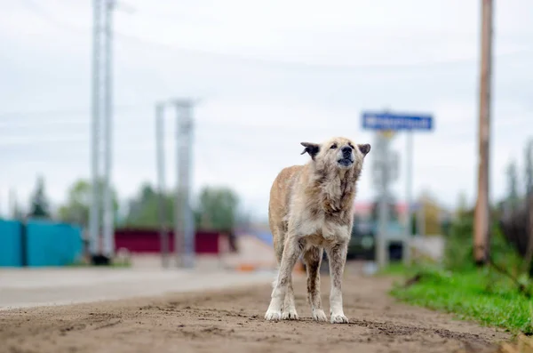 Cane Bianco Magro Triste Solitario Sta Vicino Alla Strada Attesa — Foto Stock