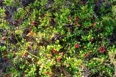 Birçok yabani kızılcık Rusya'nın taiga ormanyeşil çim arasında bir açıklıkta büyümek.