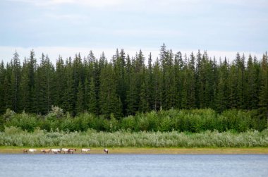 Yakut sürüsü atları, Vilyui Nehrinin kuzeyinde, taiga'nın arka planında kıyıboyunca besleniyor..