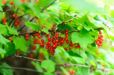 Yabani kırmızı frenk üzümü çilek birçok demet güneş ışığı ile aydınlatılmış yeşil yaprakları altında bir dal üzerinde büyümek.