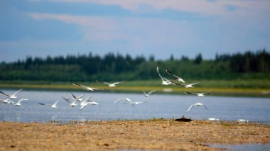 Vahşi Kuzey beyaz kuşlar martılar bir sürü mavi gökyüzü ve boş şişe yanında bulutlar altında taiga ladin ormanArka plan üzerinde Yakutia nehir vilyu Bankası üzerinde kanatsal uçar.