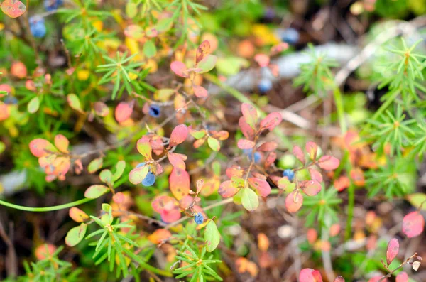 Bayas Arándano Silvestres Jugosas Azules Crecen Bush Vegetación Colorida Hierba — Foto de Stock