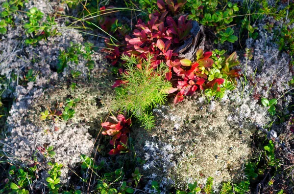 Cores Ricas Outono Cobrindo Chão Taiga Yakutia Com Uma Árvore — Fotografia de Stock