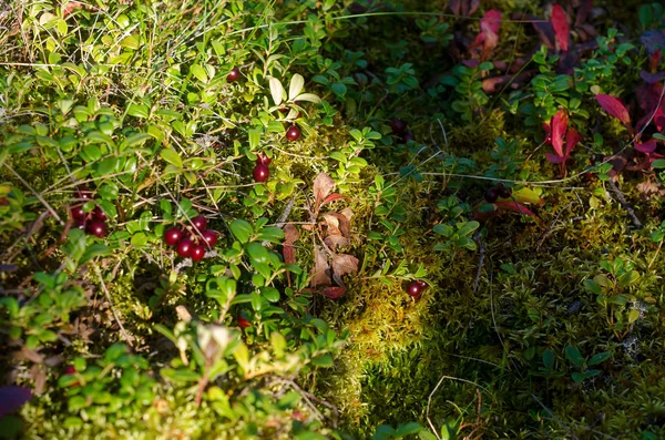 红色小红莓 阳光照亮 生长在北部冻土带野生森林的绿山上 在秋天的郁郁葱葱的草旁 — 图库照片