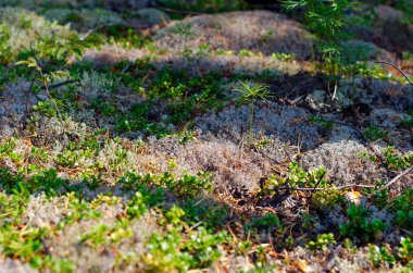Sonbaharda taiga bitki örtüsü, beyaz yosun ve ağaçların yeşil genç sürgünler sonbaharda ormandaki ağaçlardan gölgeler düşmek.