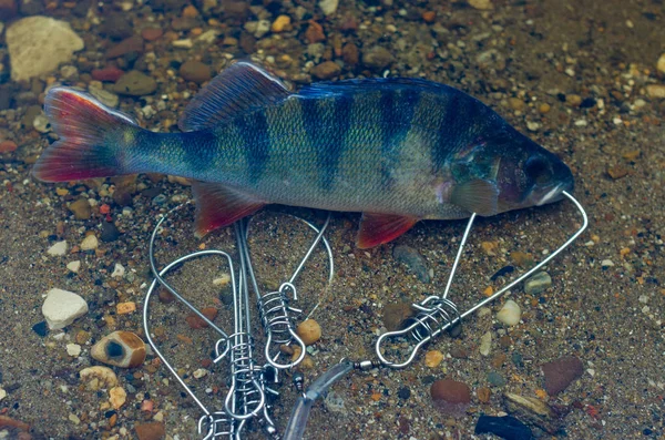 Caught perch in Fish Stringer in clear water floats over the rocks at the bottom.