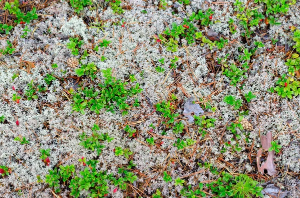 在亚库提亚北部树林的地面上 绿叶生长在白苔上的牛皮树的鲜红色浆果 在干云杉锥的青苔上生长 自然背景 — 图库照片