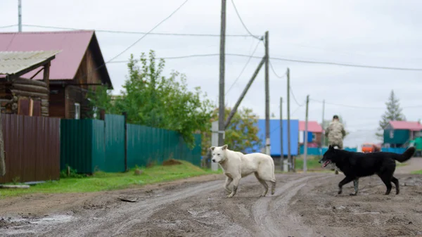 Dois Cães Jarda Preto Branco Correm Estrada Aldeia Perto Cercas — Fotografia de Stock