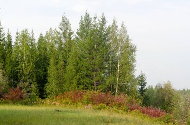 Beyaz huş ağacı Yakutistan Kuzey taiga sonbaharda kırmızı çalılar üzerinde alan yakınındaki yamaçta büyümek.